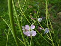 Radis blanc monte en fleur (1)